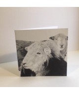 The Herdwick sheep card pack